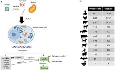 Editorial: Host response to veterinary infectious diseases: role of coding and non-coding RNAs as biomarkers and disease modulators